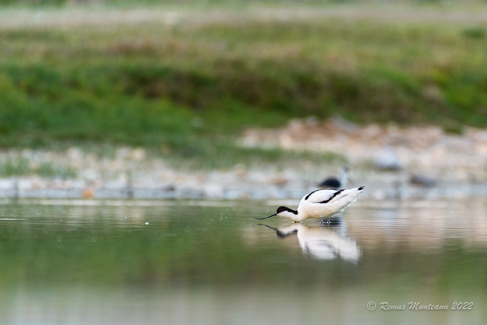Ciocintors | Recurvirostra avosetta | Pied avocet