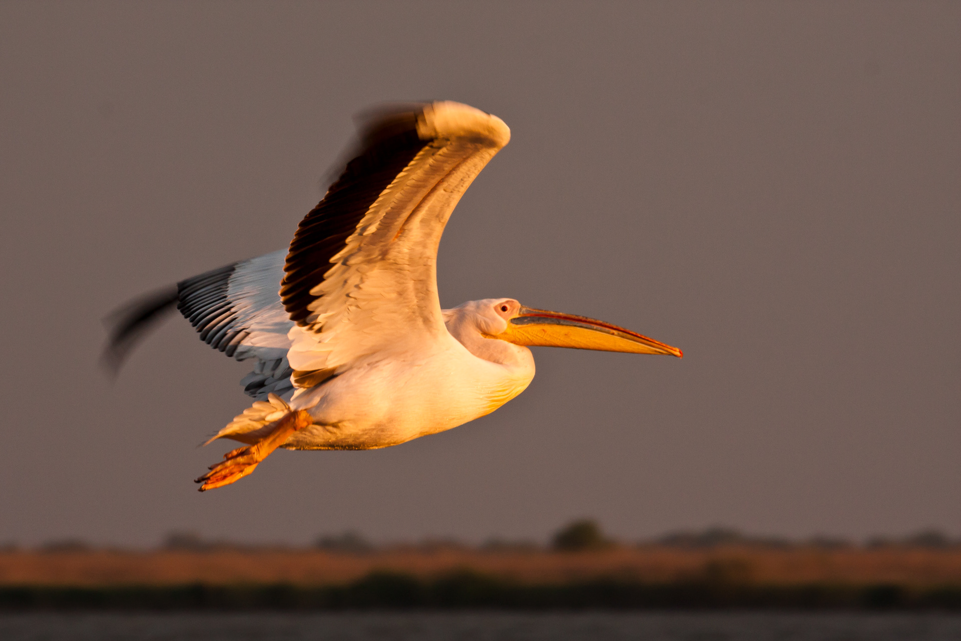 Pelican comun | Pelecanus onocrotalus