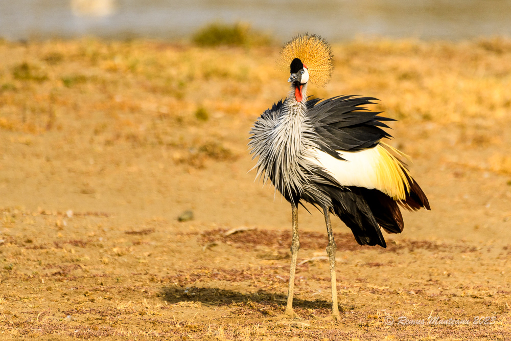 Grey Crowned Crane | Balearica Regulorum