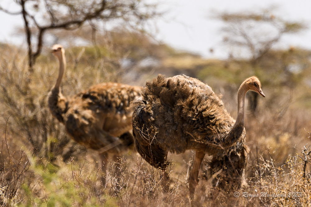 Somali Ostrich | Struthio Molybdophanes