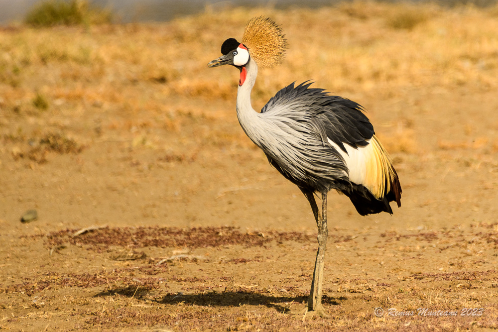 Grey Crowned Crane | Balearica Regulorum