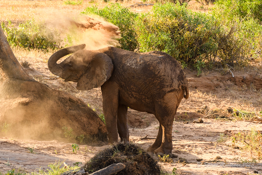 African Savanna Elephant | Loxodonta Africana