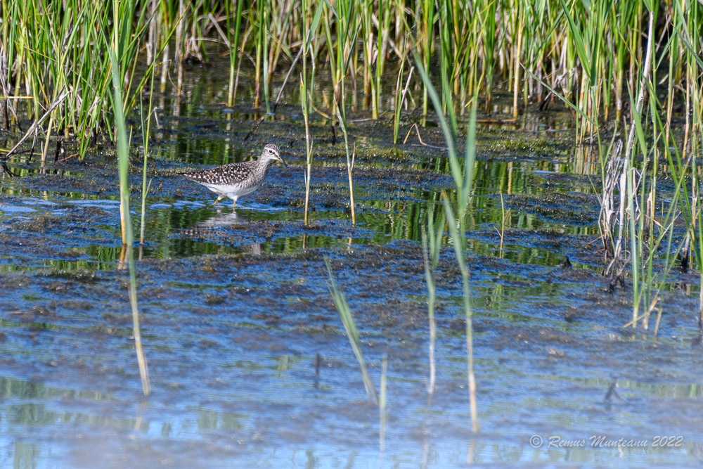 Fluierar de mlastina | Tringa glareola | Wood sandpiper