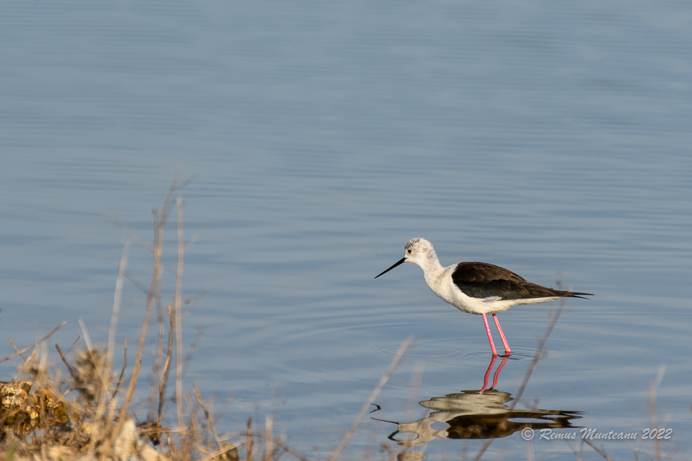 Piciorong | Himantopus himantopus | Black-winged stilt