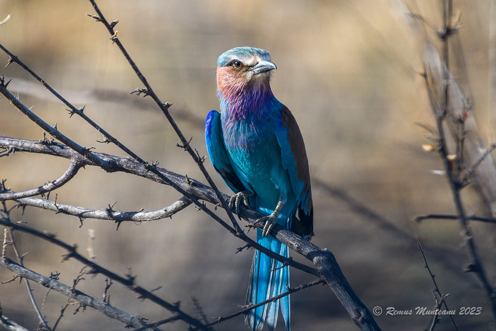 Lilac-breasted Roller | Coracias Caudatus