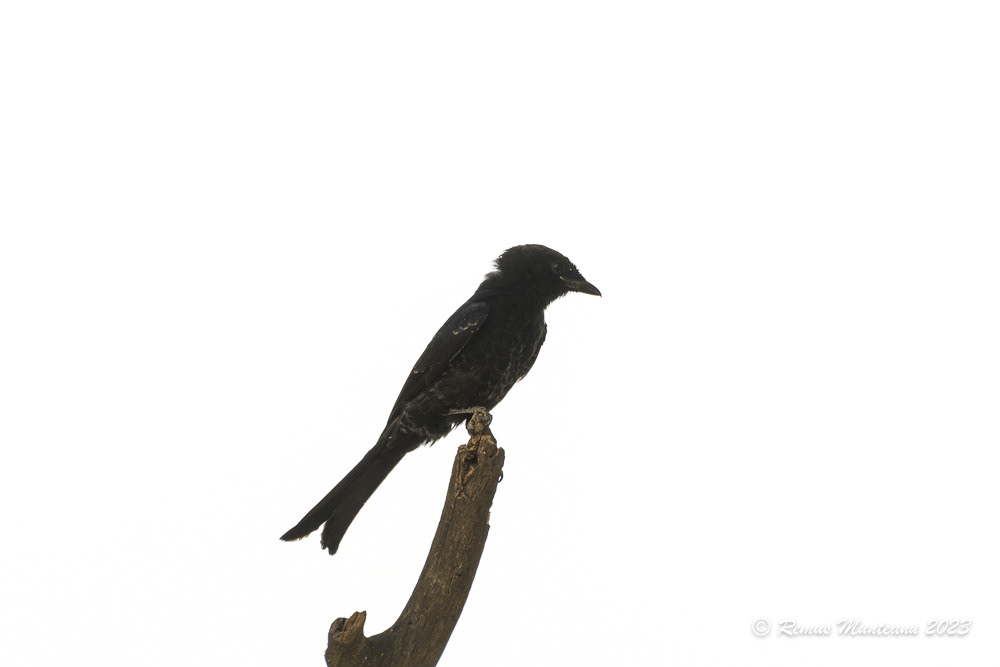 Fork-tailed Drongo | Dicrurus Adsimilis