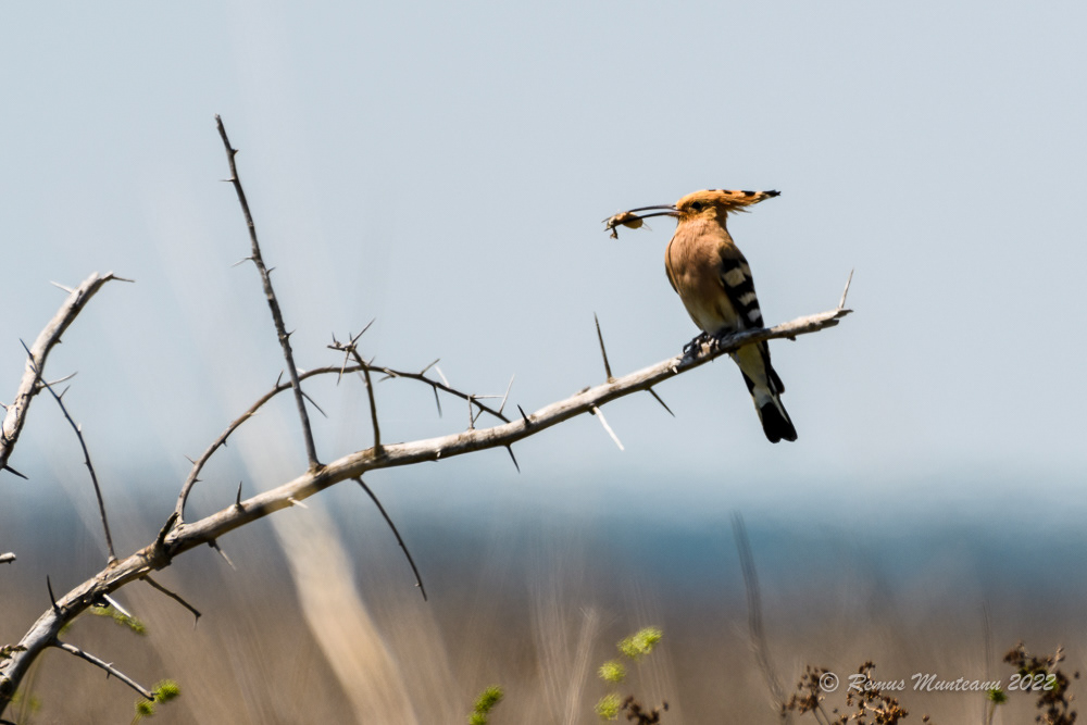 Pupaza | Upupa epops | Eurasian hoopoe