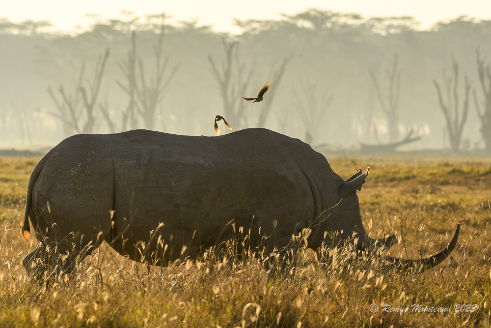 Southern White Rhinoceros | Ceratotherium Simum Simum