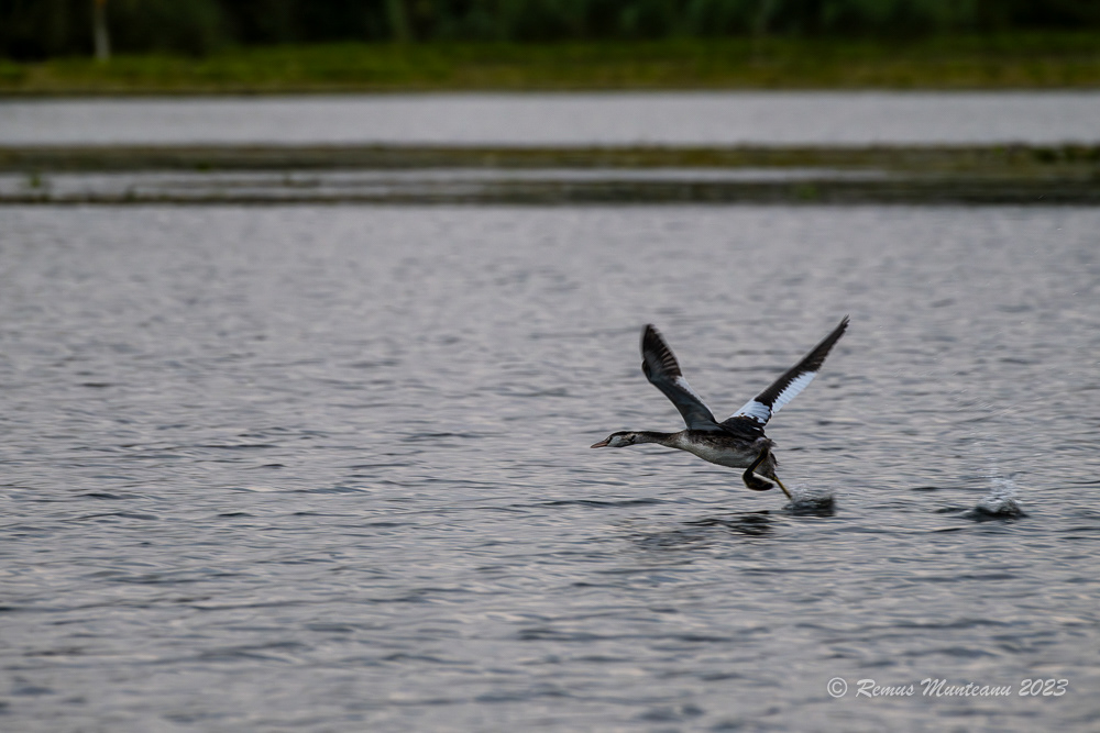 Corcodel mare | Great crested grebe | Podiceps cristatus