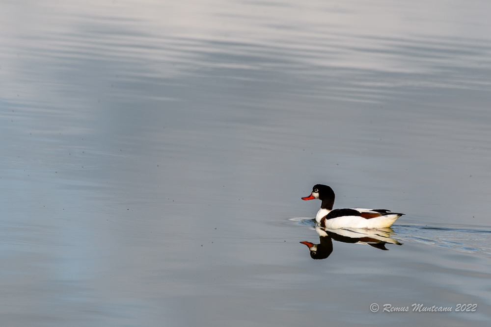 Califar alb | Tadorna tadorna | Common shelduck