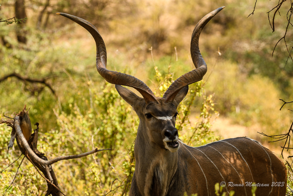 Greater Kudu | Tragelaphus Strepsiceros
