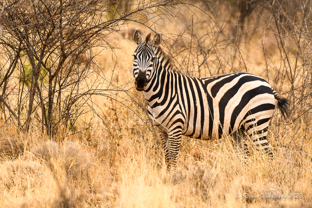 Grant's Zebra | Equus Quagga Boehmi