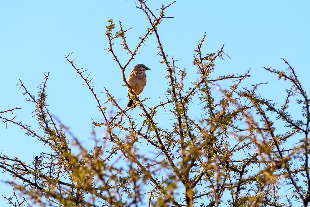 Donaldson-Smith's Sparrow Weaver | Plocepasser Donaldsoni