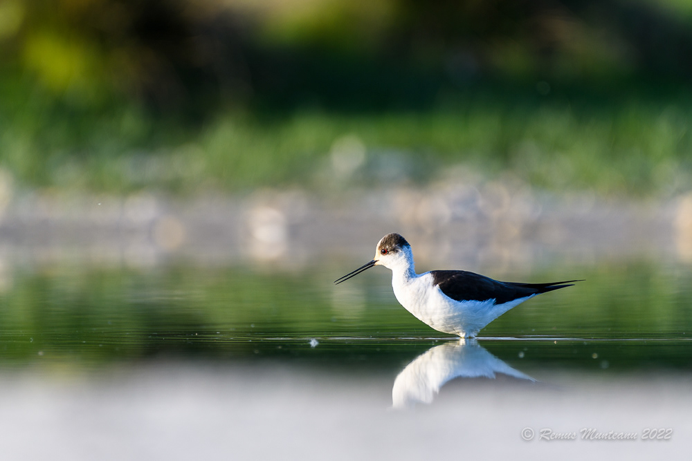 Piciorong | Himantopus himantopus | Black-winged stilt