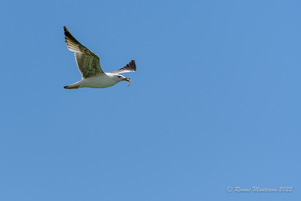 Pescarus cu picioare galbene | Larus michahellis | Yellow-legged gull