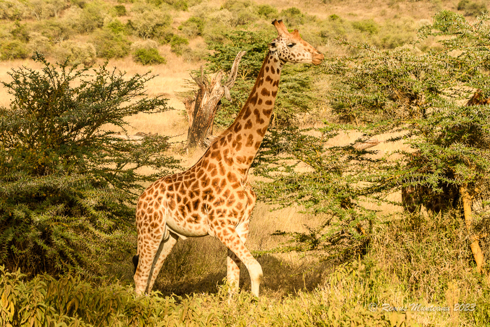 Rothschild's Giraffe | Giraffa Camelopardalis Rothschildii