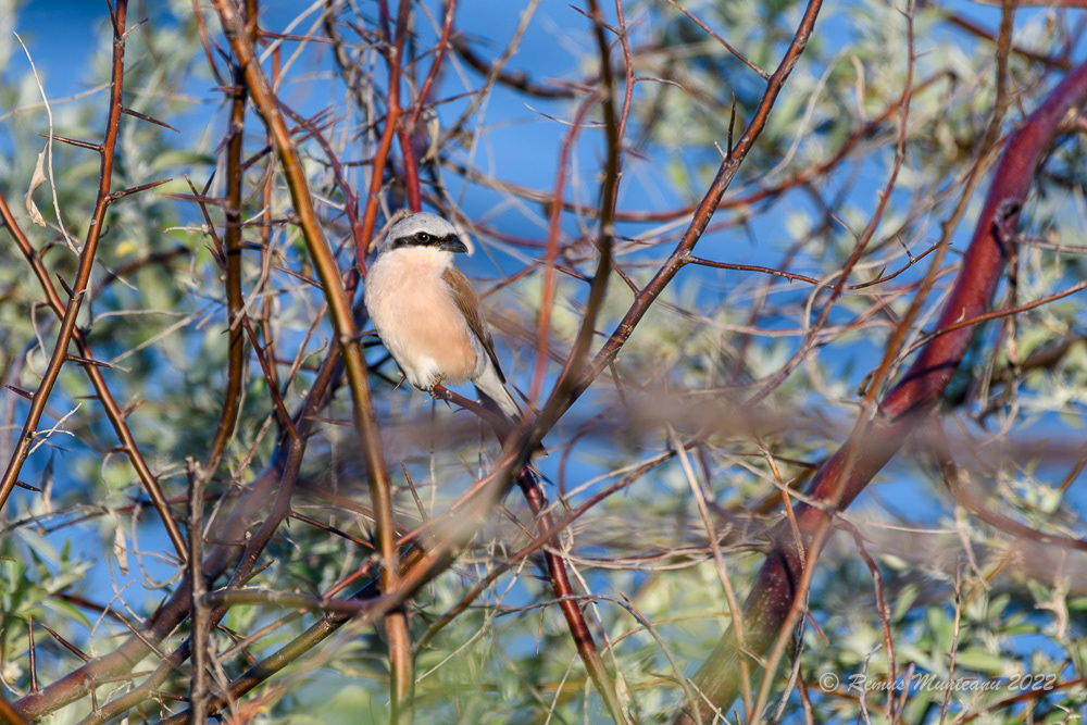 Sfrancioc rosiatic | Lanius collurio | Red-backed Shrike