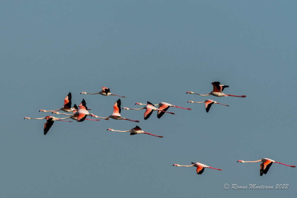 Falmingo | Phoenicopterus roseus | Greater flamingo
