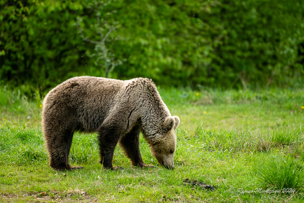Urs Brun | Brown Bear | Ursus Arctos