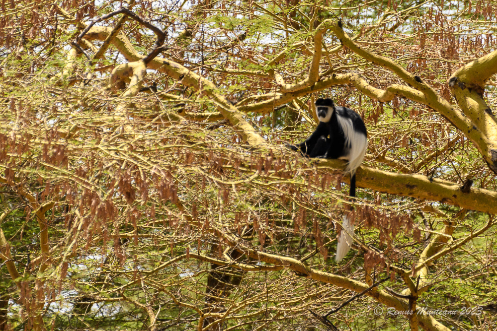 Mantled Guereza | Colobus Guereza