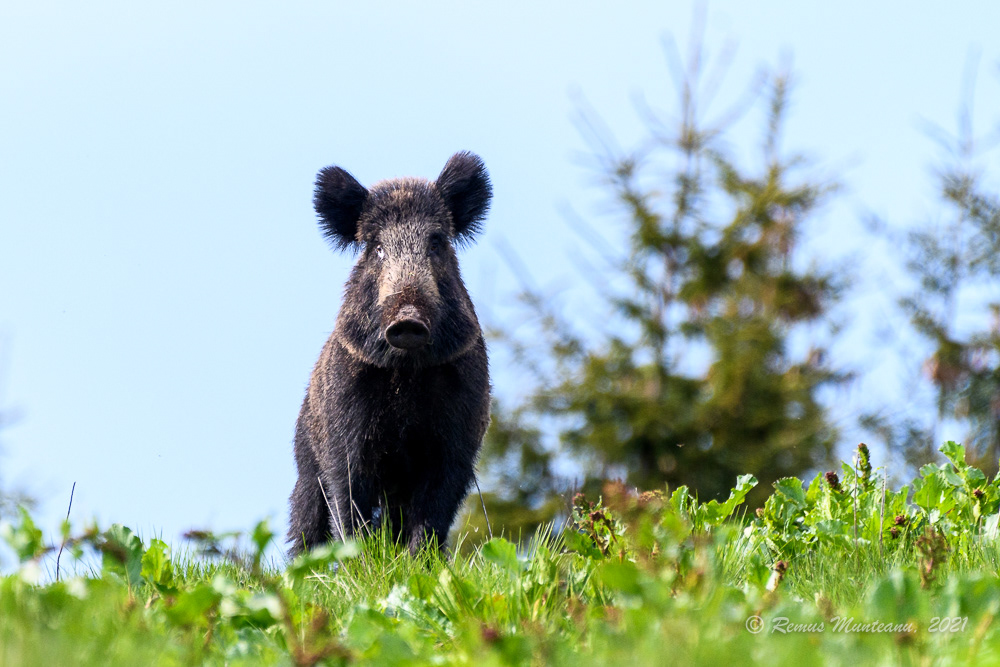 Mistret | Sus scrofa | Wild boar