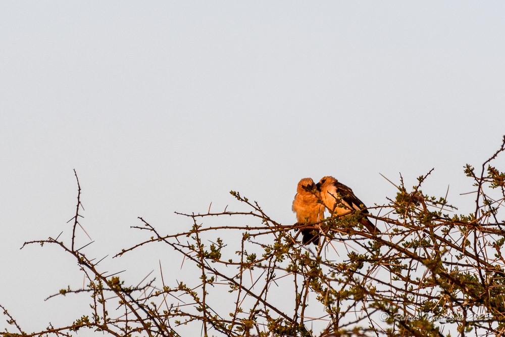 White-headed Buffalo Weaver | Dinemellia Dinemelli