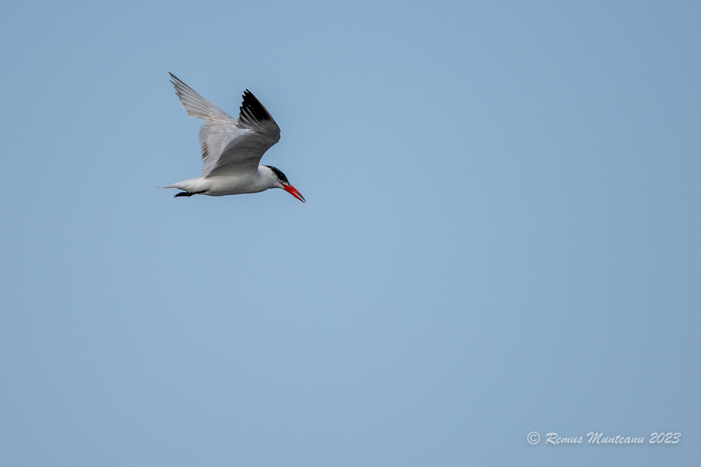 Pescarita mare | Caspian tern | Hydroprogne caspia