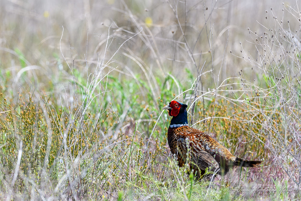 Fazan | Phasianus colchicus | Common pheasant