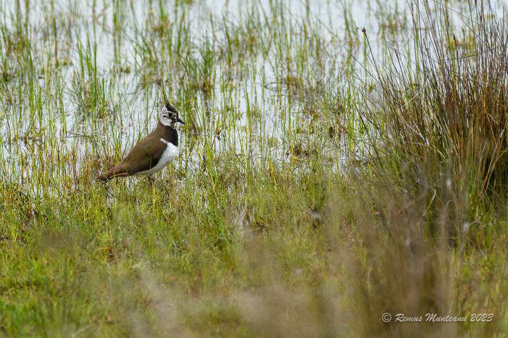 Nagat | Lapwing | Vanellus vanellus
