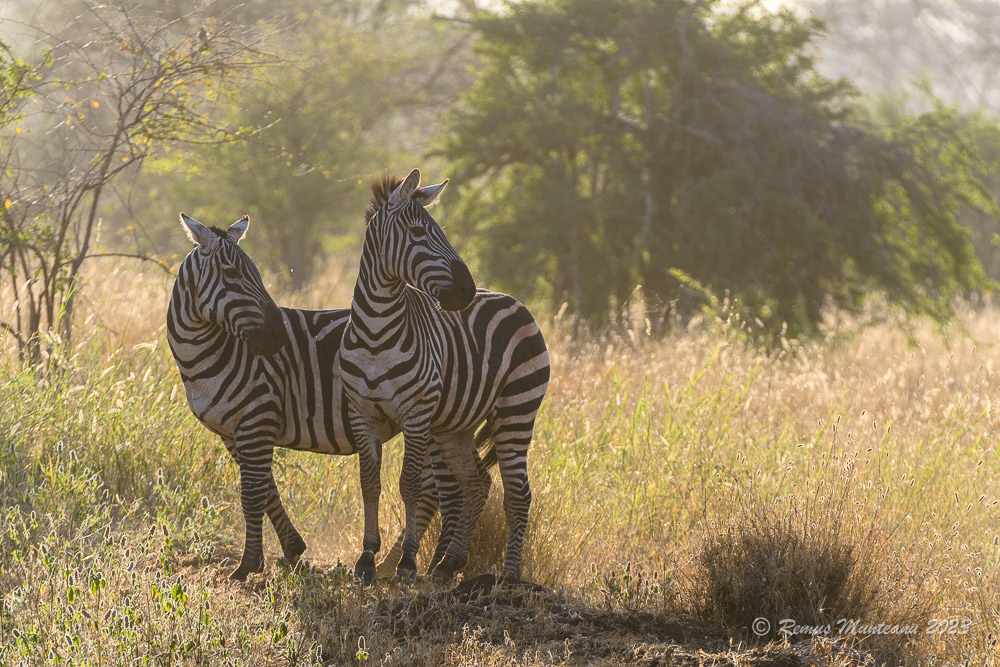 Grant's Zebra | Equus Quagga Boehmi