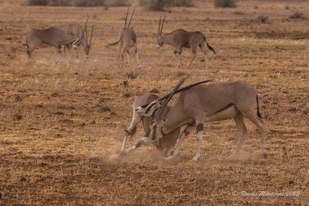 East African Oryx | Oryx Beisa Beisa