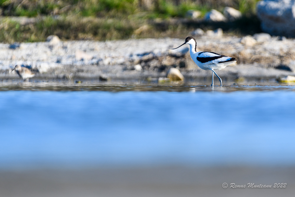 Ciocintors | Recurvirostra avosetta | Pied avocet