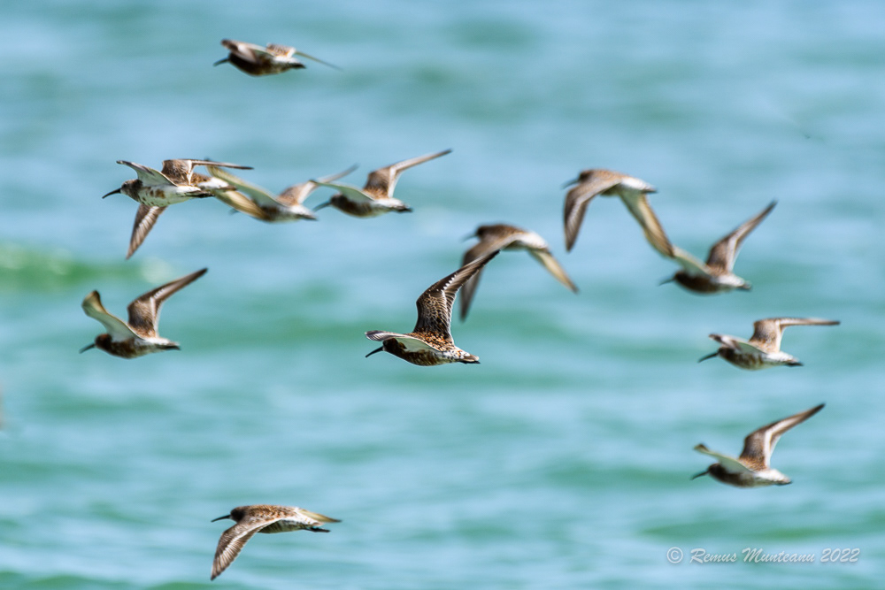 Fugaci roscat | Calidris ferruginea | Curlew sandpiper