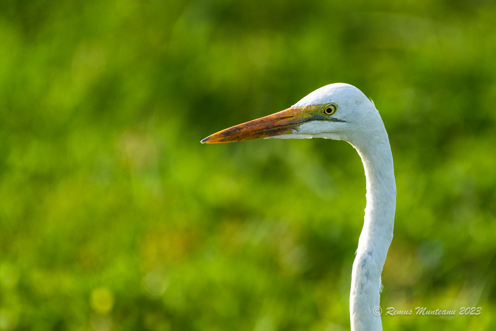 Great Egret | Ardea Alba
