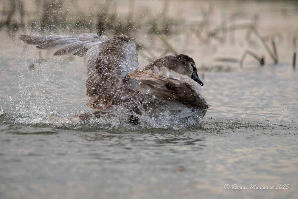 Lebada de vara | Mute swan | Cygnus olor