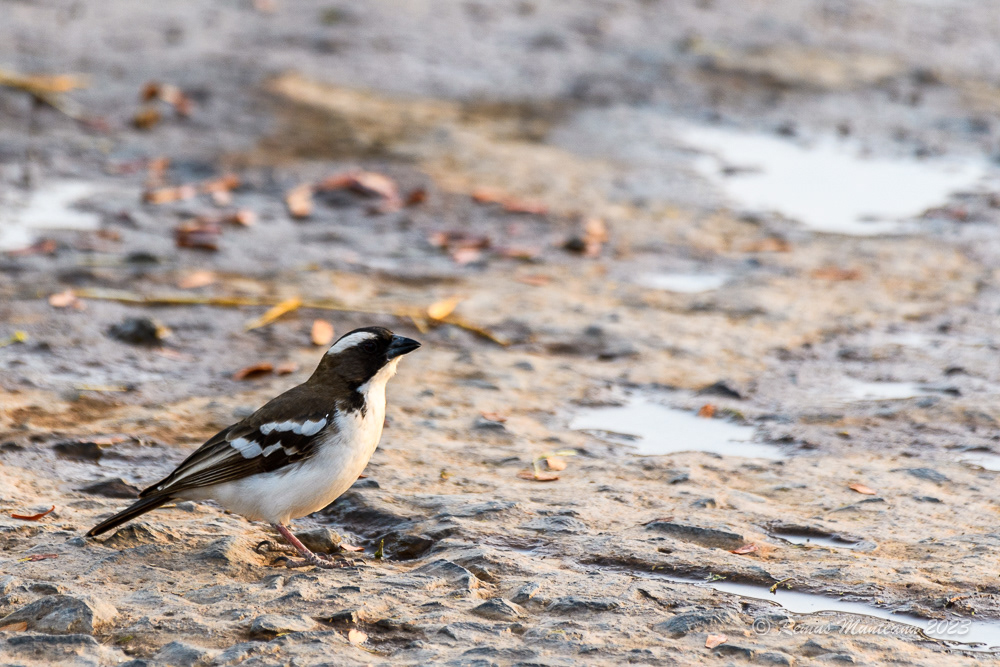 White-browed Sparrow-Weaver | Plocepasser Mahali