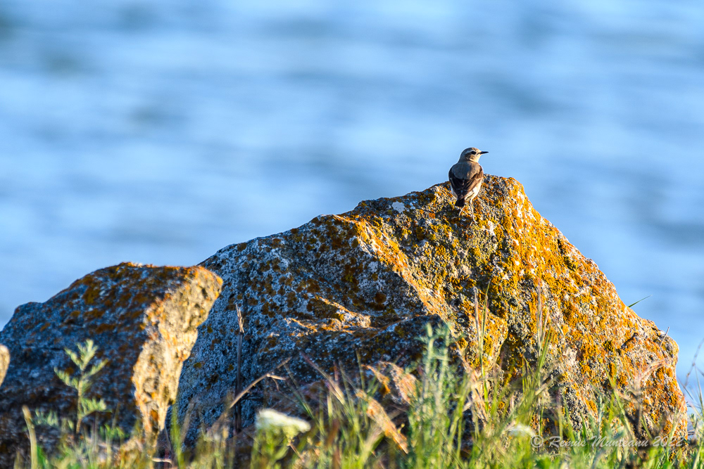 Pietrar sur | Oenanthe oenanthe | Northern wheatear