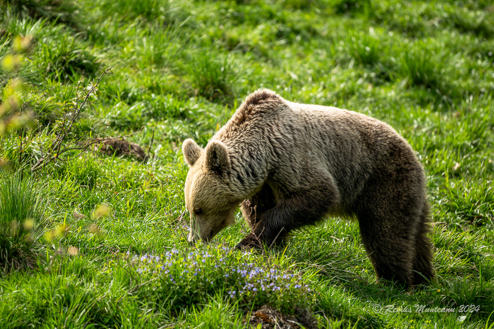 Urs Brun | Brown Bear | Ursus Arctos