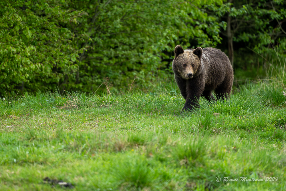 Urs Brun | Brown Bear | Ursus Arctos