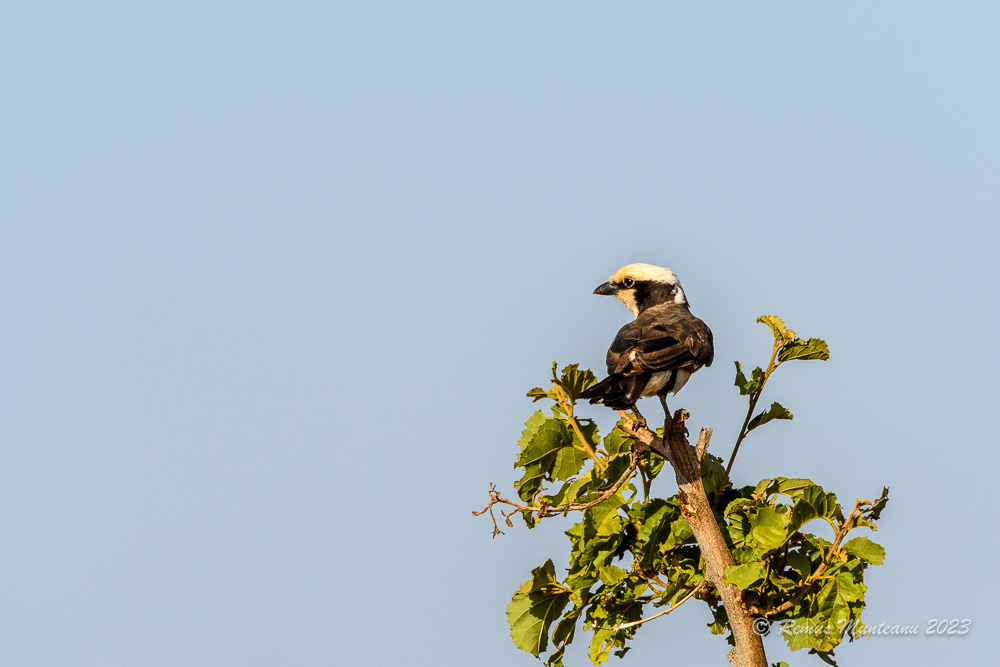 White-rumped Shrike | Eurocephalus Rupelli