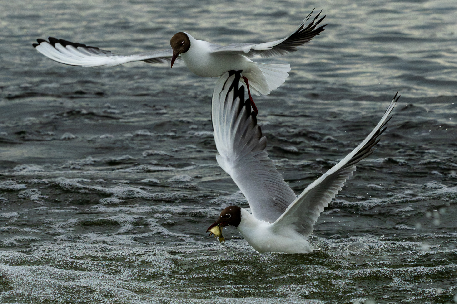 Pescăruș râzător | Larus ridibundus