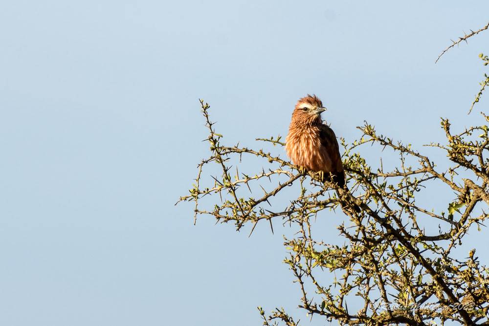 Rufous-crowned Roller | Coracias Naevius