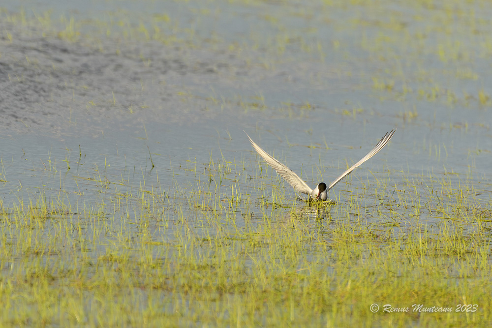 Chira de balta | Common Tern | Sterna hirundo