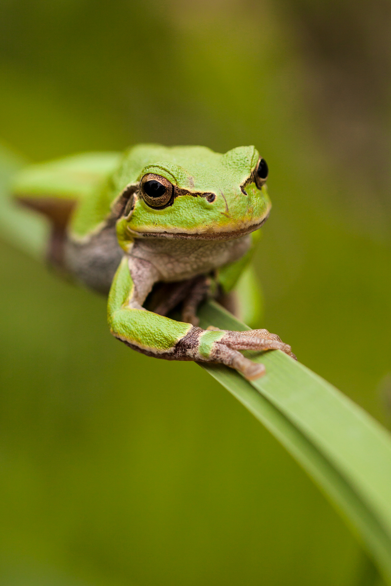 Brotăcel răsăritean | Hyla orientalis
