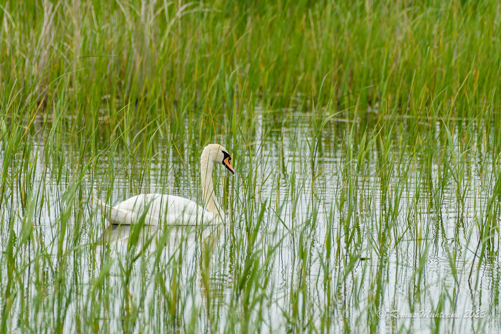Lebada de vara | Mute swan | Cygnus olor