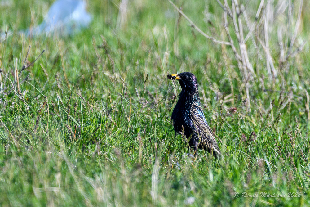 Graur | Sturnus vulgaris | Common starling