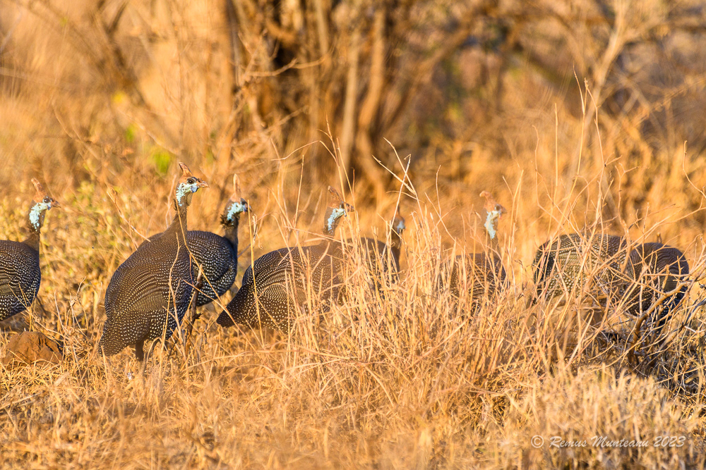 Helmeted Guineafowl | Numida Meleagris