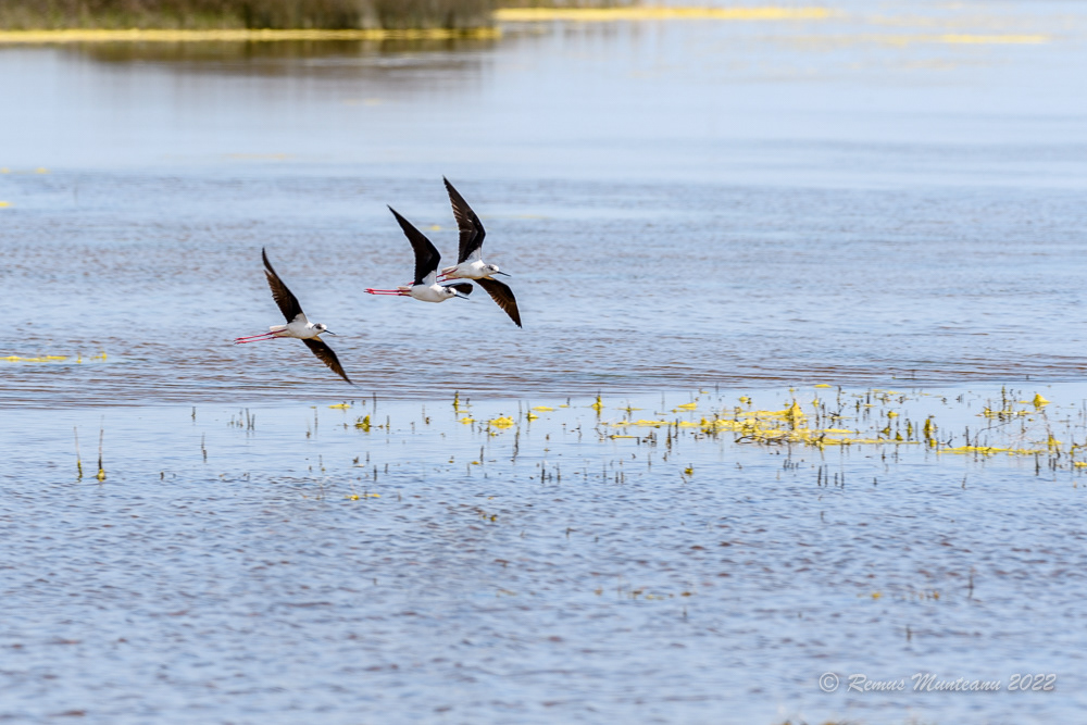 Piciorong | Himantopus himantopus | Black-winged stilt