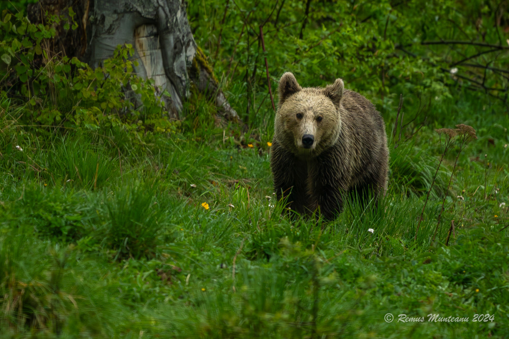 Urs Brun | Brown Bear | Ursus Arctos