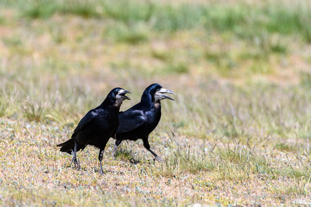 Cioara de semanatura | Corvus frugilegus | Rook